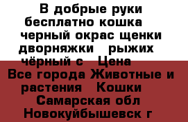 В добрые руки бесплатно,кошка,2.5черный окрас,щенки дворняжки,3 рыжих 1 чёрный,с › Цена ­ - - Все города Животные и растения » Кошки   . Самарская обл.,Новокуйбышевск г.